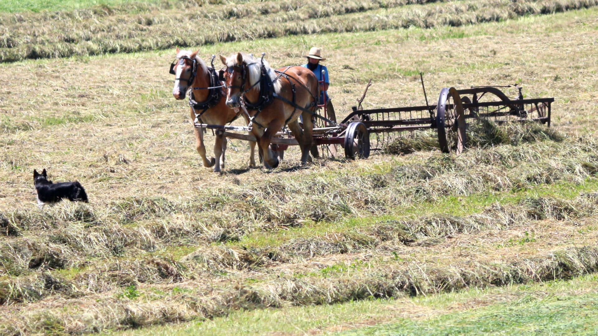 Amish farmer raking hay near Randolph
